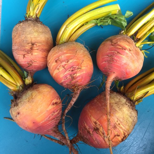 Golden Beets