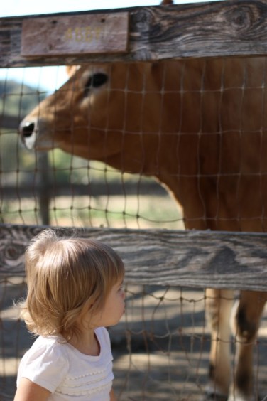 Checking out the farm animals